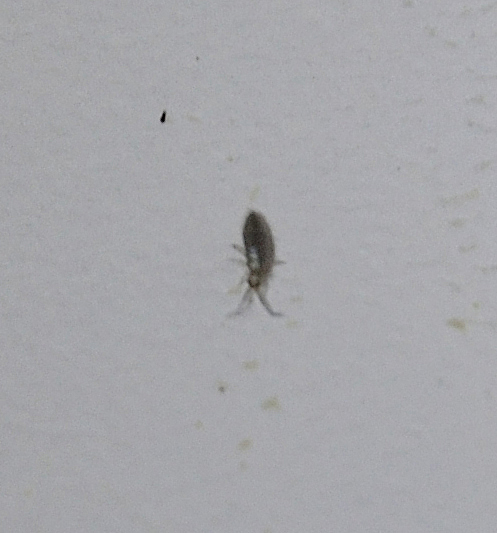 Collembola:  Entomobryidae